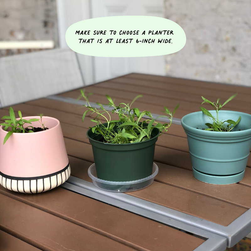 Plants and Pots 10-Pack